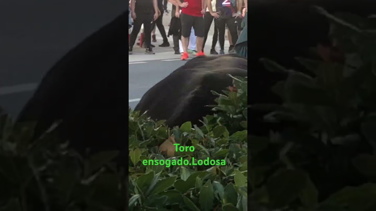 Toro ensogado, parado en l carretera (Lodosa Navarra)