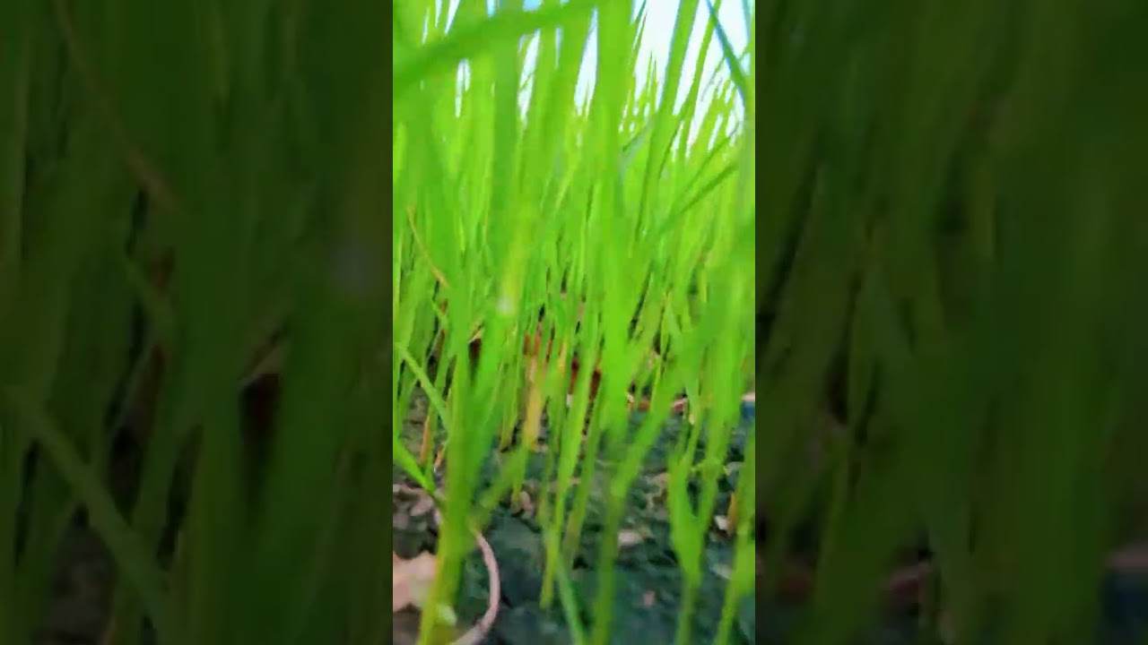 Watch natural beauty adi#123 .###viral short #grass# on YouTube Watch natural beauty adi#123 .###viral short #grass# on YouTube