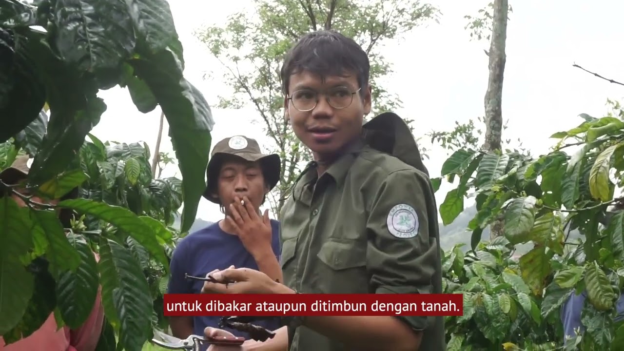 Hama Penyakit Tanaman Kopi Robusta dan Pengendaliannya