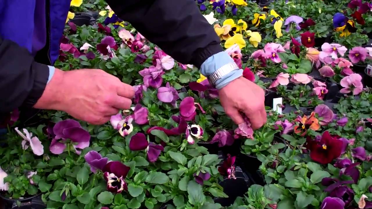 Keep your Pansies Looking Fresh - YouTube