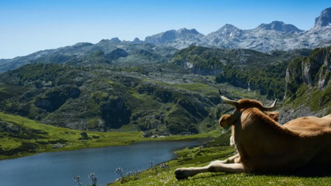 animal pictures videos ambient cows realistic sound effect of cow mooing video sounds effects