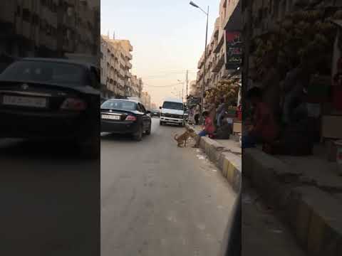 لو ما كانش وقف قدامه كان اتخبط ريلز 