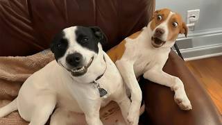 Animales Que Son Más Graciosos Que Los Humanos 🤣