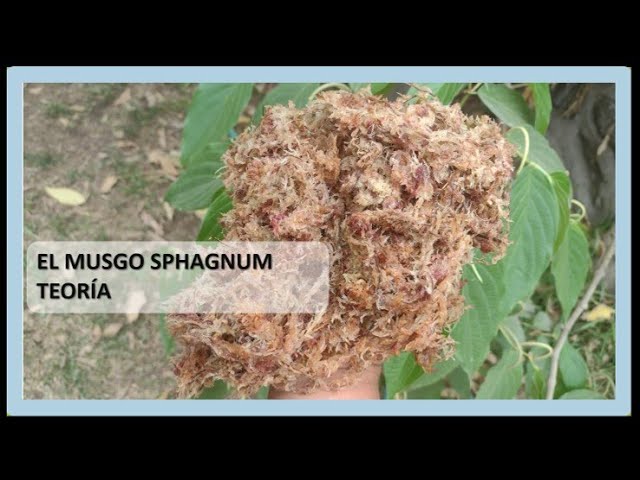 MUSGO SPHAGNUM VIVO 🌱 (Sphagnum - Mundo Carnívoras Perú