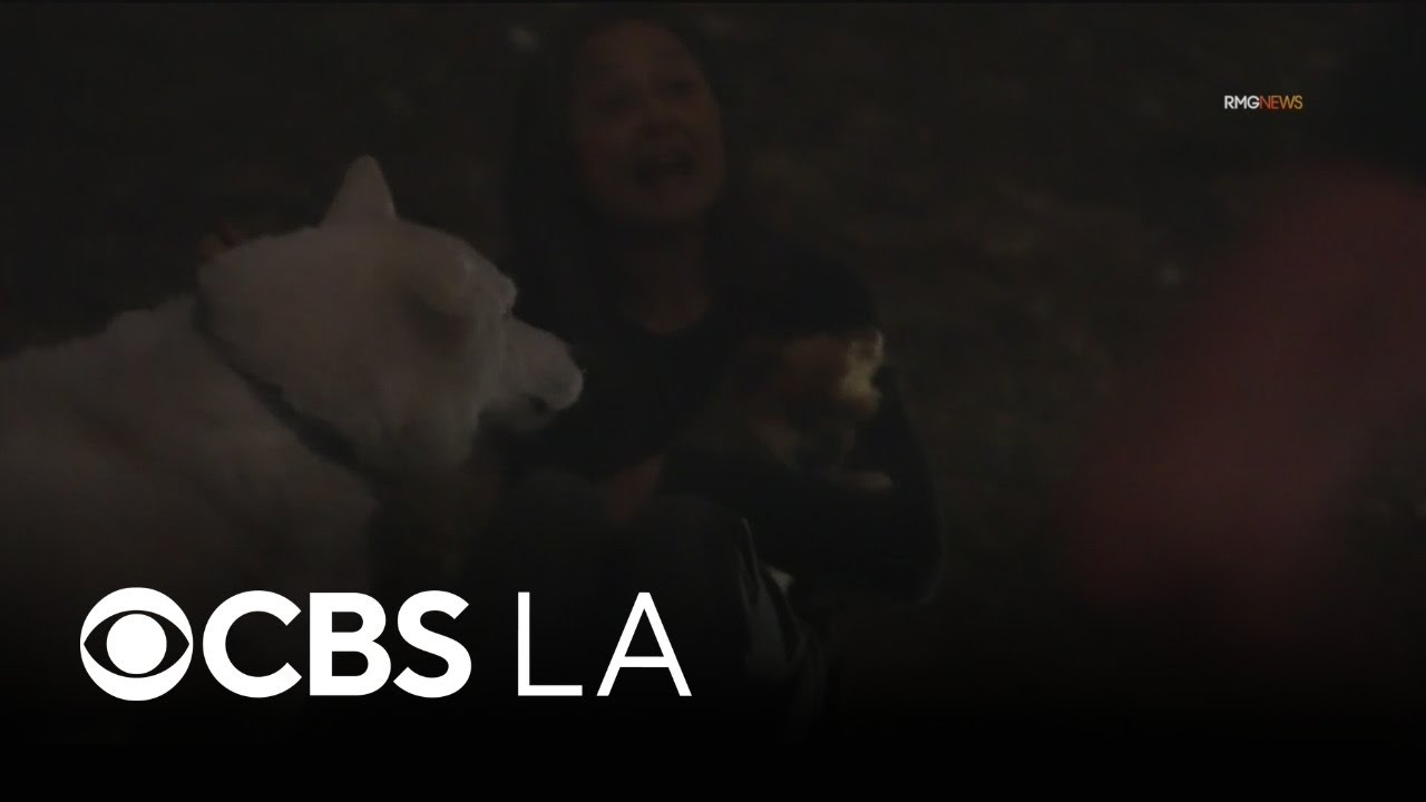 LAFD firefighters rescue dogs from burning Sherman Oaks home - YouTube