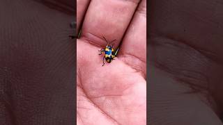 Man ⚡Wild #insects🐉🐞🦋 #manvswildhindi
