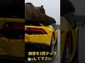 ランボルギーニを目の敵にする熊 #shorts