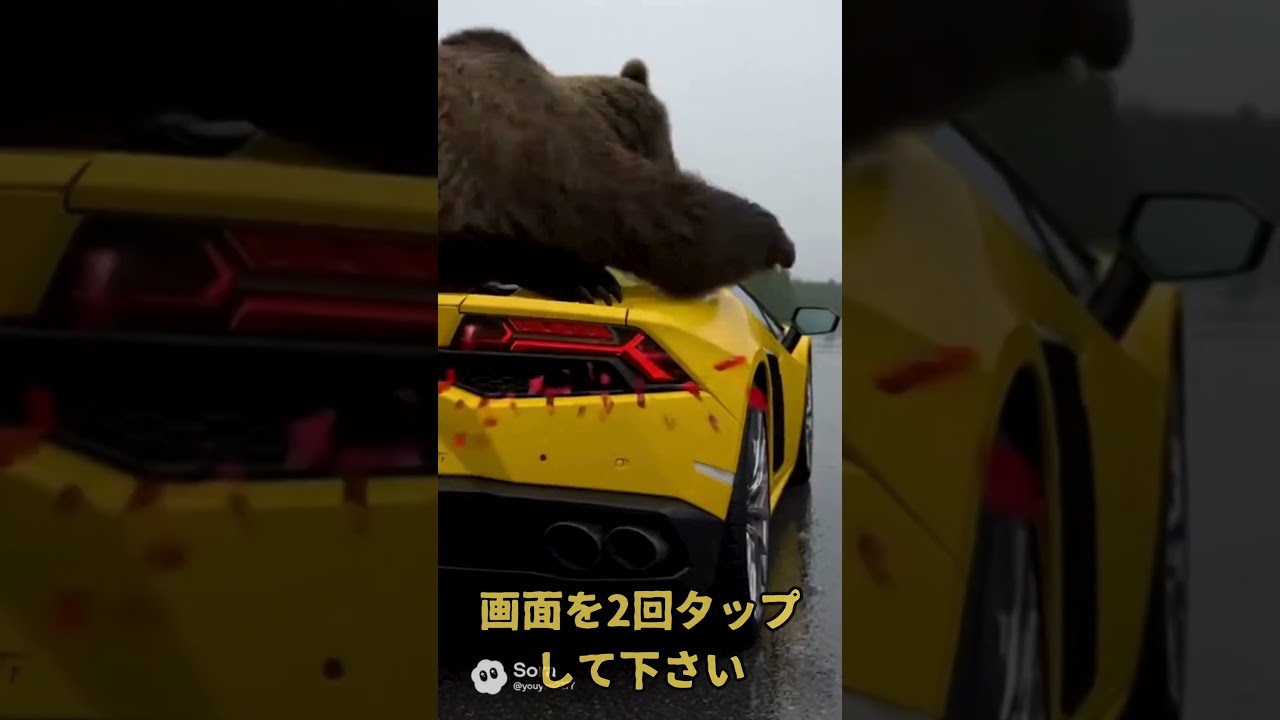 ランボルギーニを目の敵にする熊 #shorts