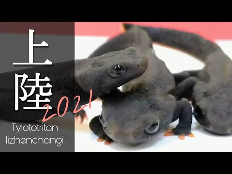 マンシャンイボイモリ の繁殖記録 - YouTube