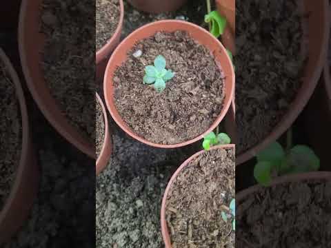 تعقيل نباتات الزينه الداخليه صباريات