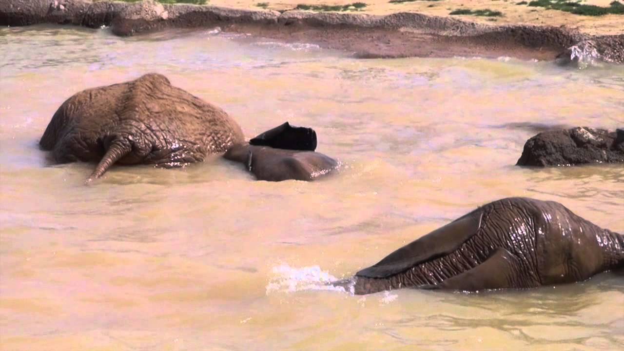 Nandi Plays in the Mud and Goes for a Swim