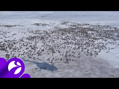 Гыданская популяция диких северных оленей осталась на острове Шокальского