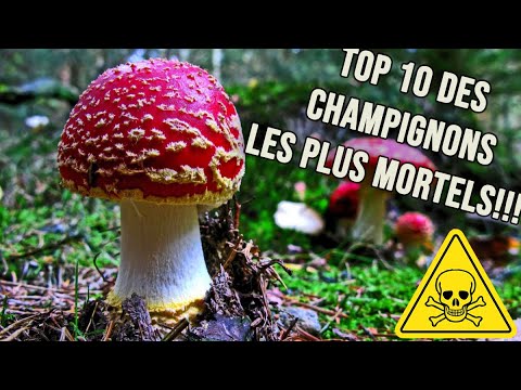 TOP10 #1 DES CHAMPIGNONS MORTELS!!!