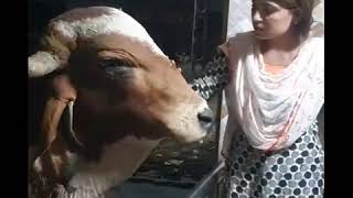 Nikita Soni With Cow Pasu Premi Hindutv