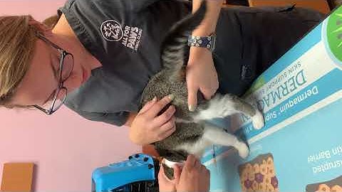 Pennfoster Externship Skill #12: Parenteral Injections- Feline Intramuscular