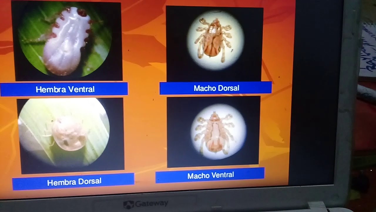 20180126 224254 arrapatas de los géneros Argas, Ornithodorus, Ixodes y Rhipicephalus