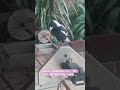 #magpie #bbq #cheekymagpie #bird #helpyourself #australia #gyro