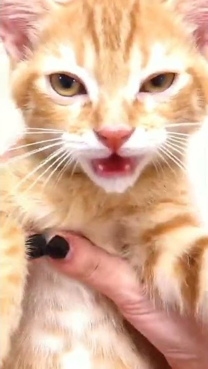 kucing oren kurang enak badan#shorts