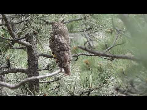 Long-eared Owl Vocalizing