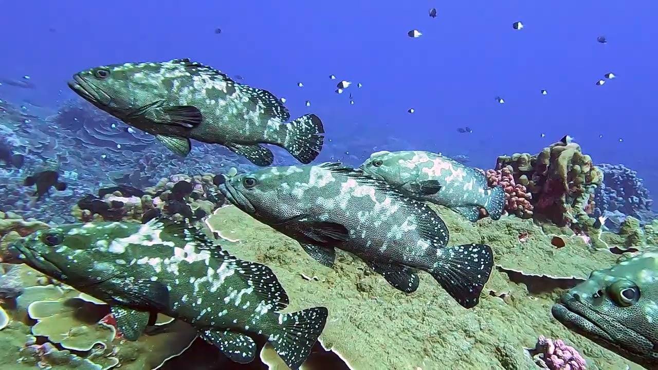 Groupers getting ready for spawning