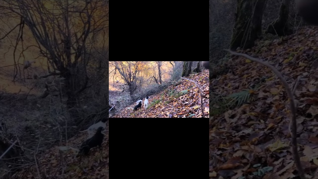 پوینت پوینتر انگلیسی برای ابیا جنگل .hunting dog woodcock. shorts