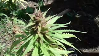 Guerilla grow blue berry seeds
