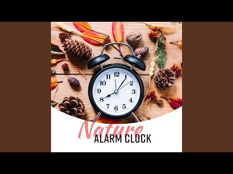 Forest Ambient, Alarm Clock