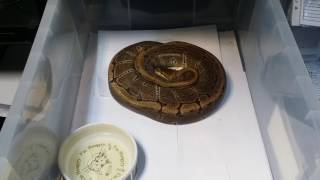 Male Bumble Belly to Female Pinstripe. Pomfret's Pythons. Net Worth