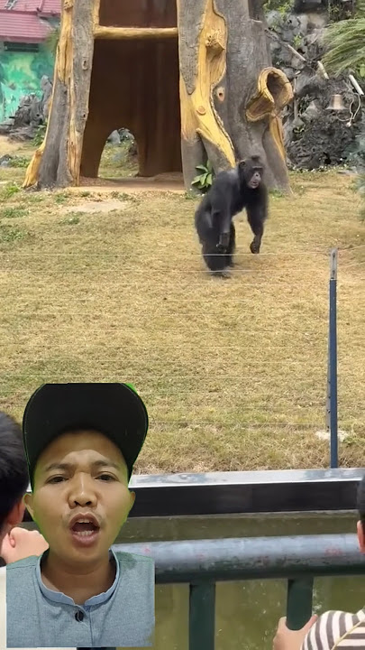 Kamu pikir aku monyet ⁉️ #dubbing #monkey #monyet