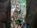 #okulöncesi #ok #hasil #grafting durian bozku yg buat konten