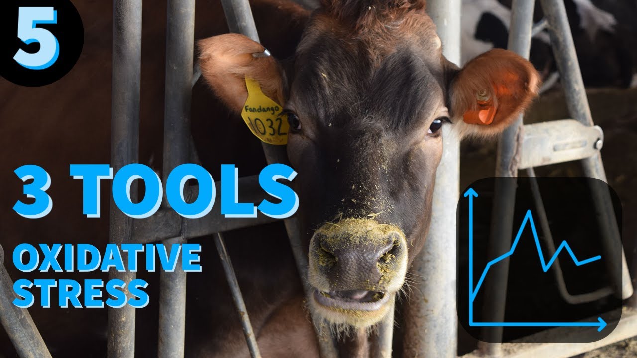3 Tools to Determine Oxidative Stress in Your Cows - YouTube