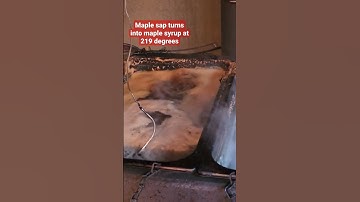 7 degrees above boiling temperature is when maple sap becomes maple syrup! 🍁 #shorts #science #fun