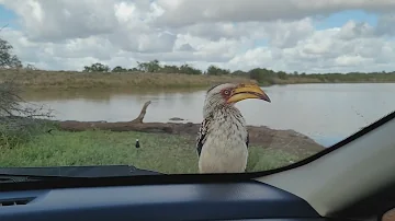 Curious Southern Yellow-Billed Hornbills