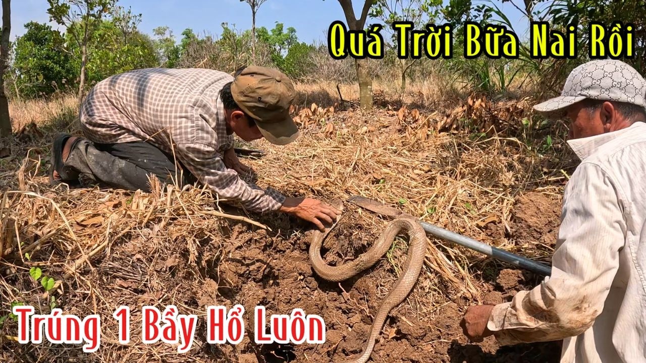 Mới Mùng 8 Mà Mang Rắn Về Không Nổi Rồi Toàn Là Rắn Hổ | Mười Thương SB