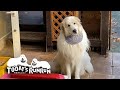 人間の話を一生懸命聞いているアランです　Great Pyrenees　グレートピレニーズ