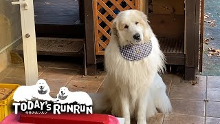 人間の話を一生懸命聞いているアランです　Great Pyrenees　グレートピレニーズ