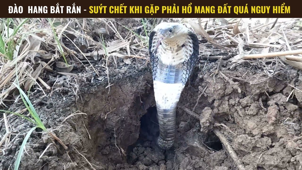 Suýt Mất Mạng Vì Con Rắn Hổ Mang Đất Quá Hung Dữ| Mười Thương SB - Tập 01