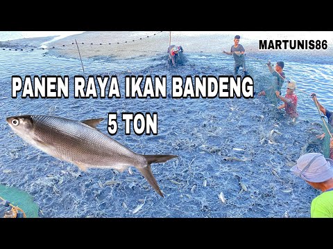 PANEN IKAN BANDENG 5 TON