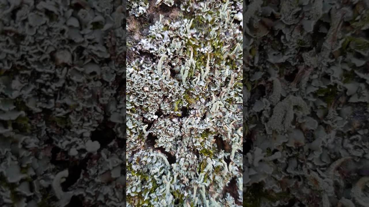 Cladonia fimbriata
