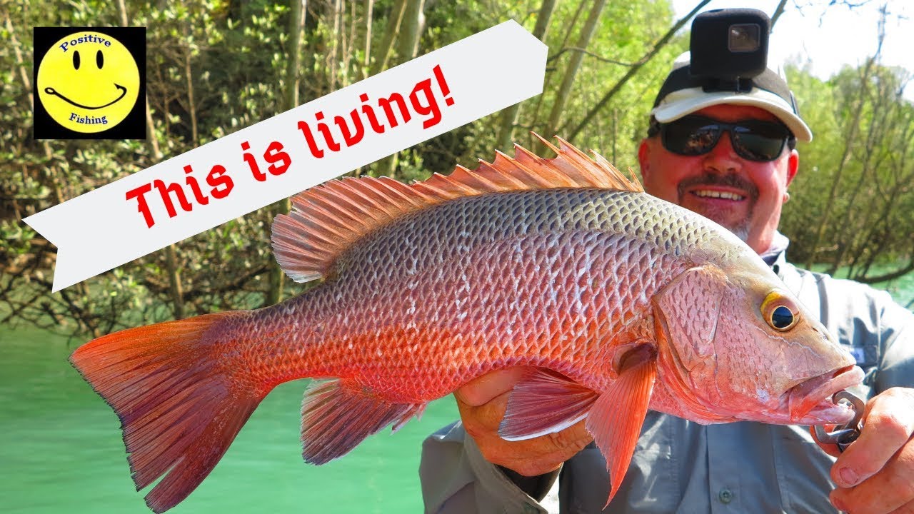 Mangrove Jack fishing with Mudcrabs YouTube