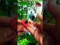 Multiply Plants 🌳🌳#airlayering #ombur #grafting #bonsai #gardening #diy #craft