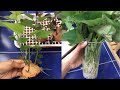 Sweet Potato Planting Techniques