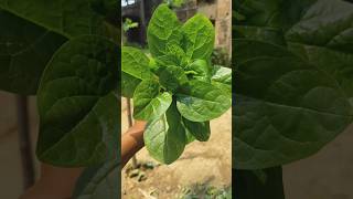let's grow Malabar spinach#malabarspinach#vagitable#summergardening#gardening#vlog#viral#plants#tips