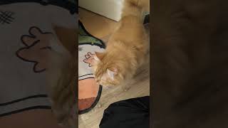 First sight #cat #dog #pimpinela