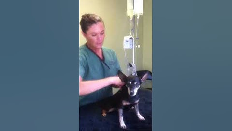 DIY Learn How to Give Subcutaneous Fluids to a Dog