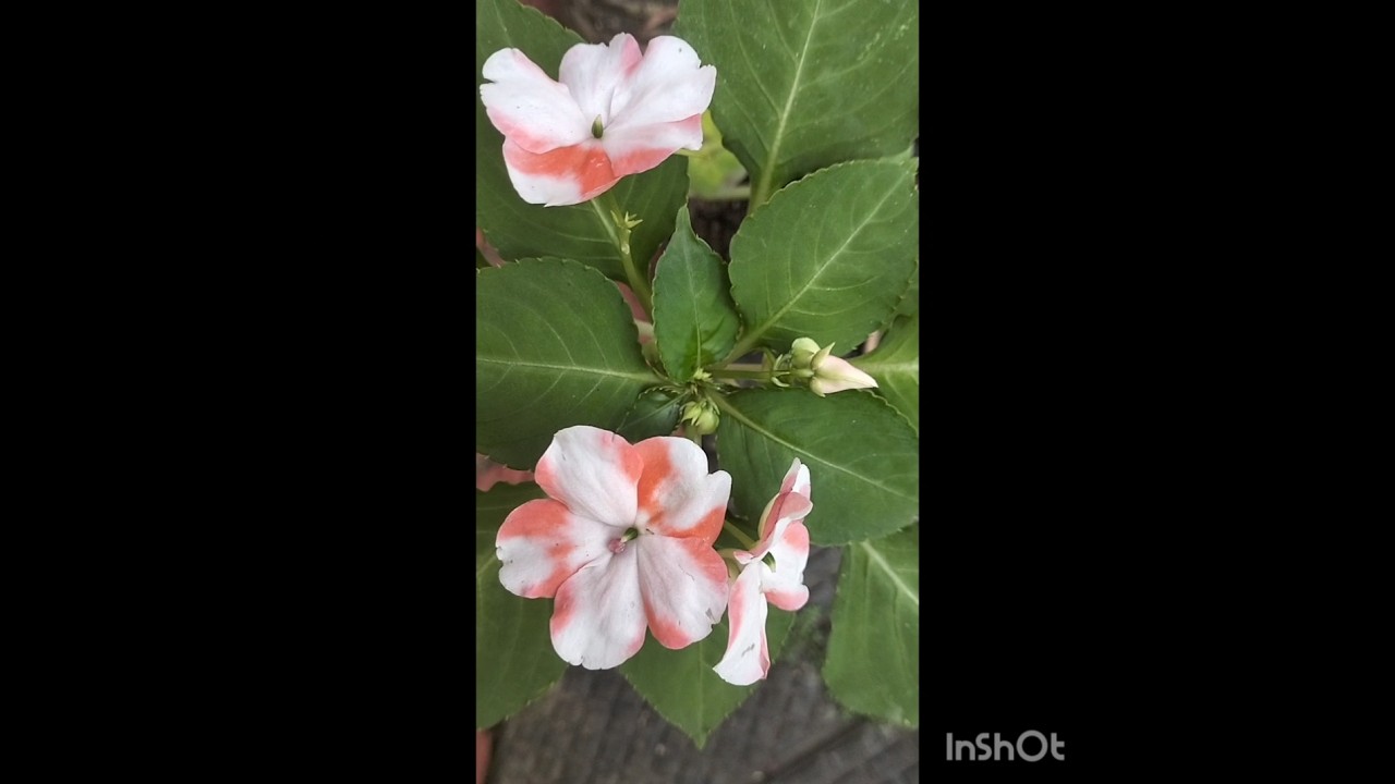 chineesbolsome#nature