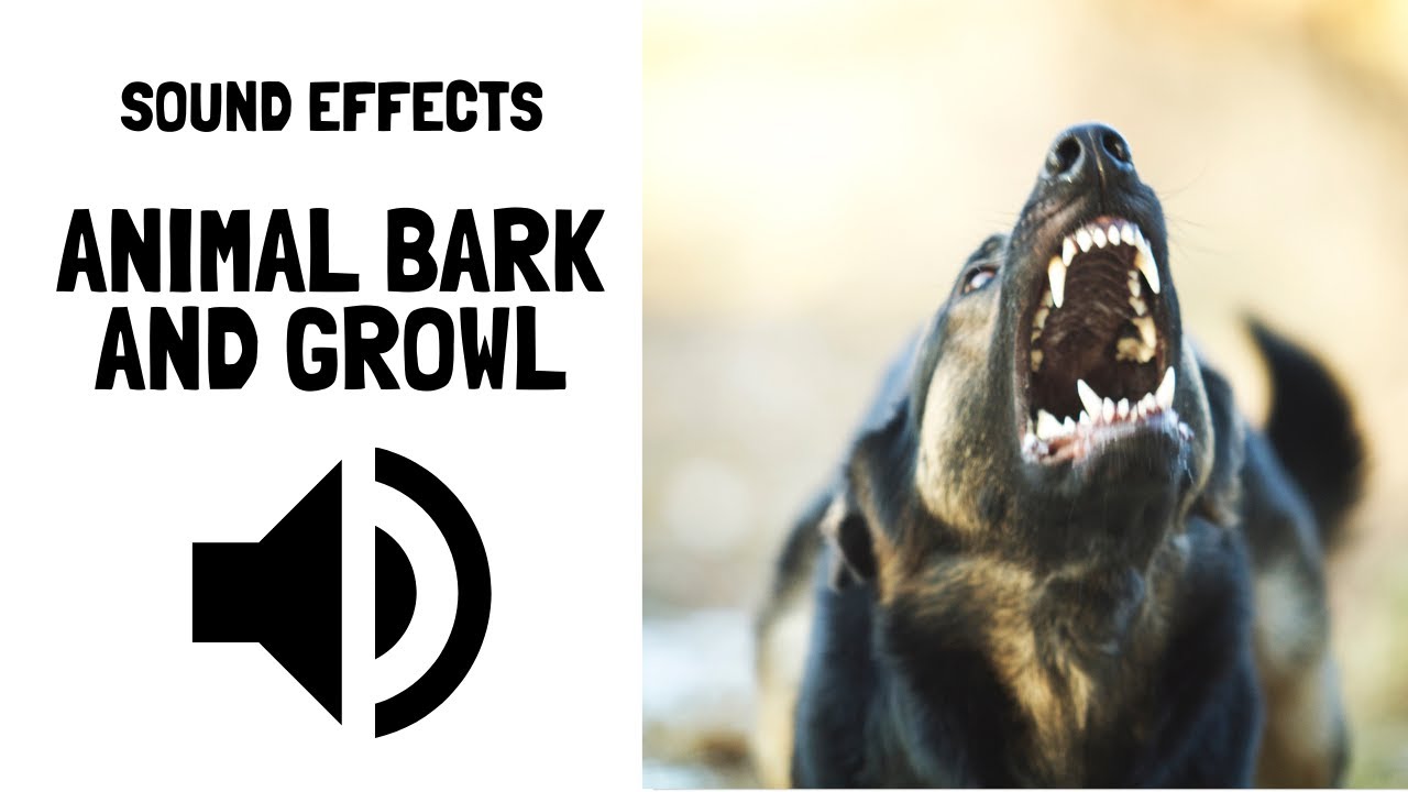 Animals video songs free download