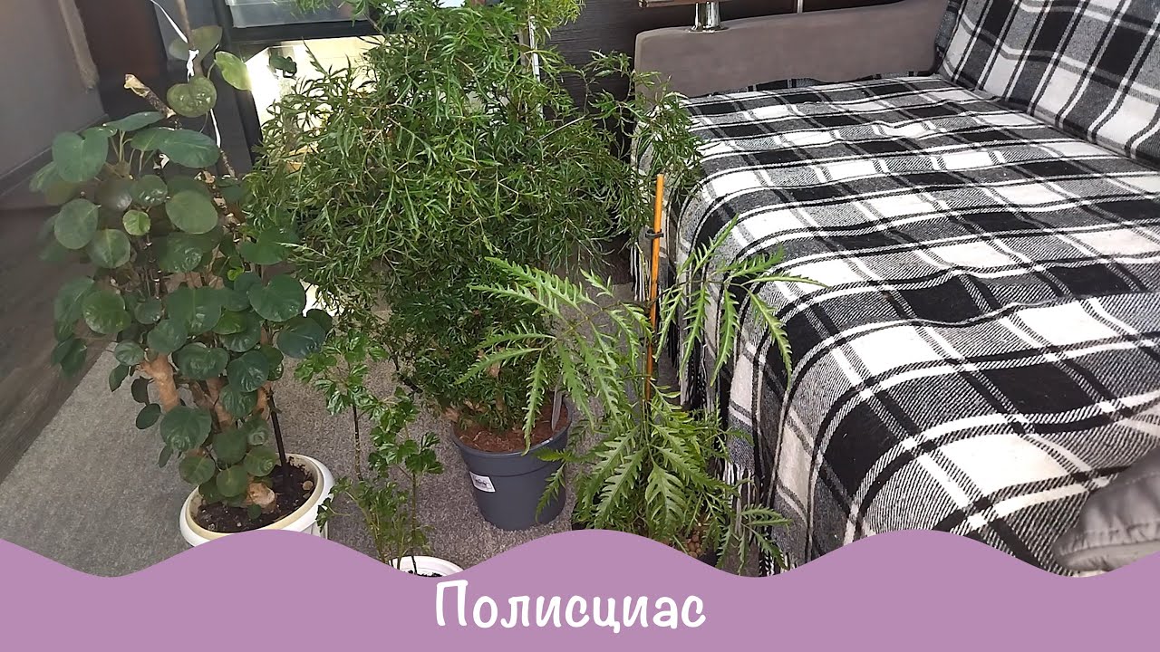 Про цветы Новинка в коллекции Мои Полисциасы