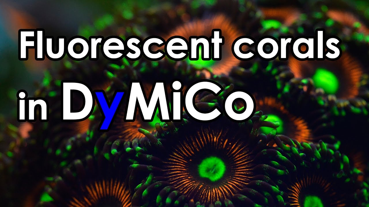 Fluorescent corals in a DyMiCo system