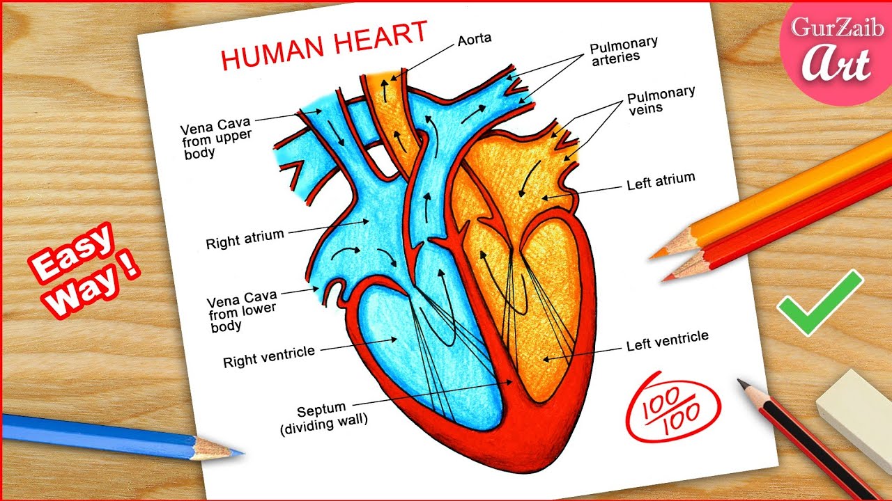 How to Draw Human Heart Diagram Drawing / easy way - Step by step - YouTube